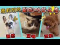 一豬小公主｜聽到別的動物叫聲反應