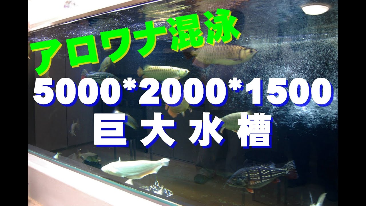 巨大水槽 5000 00 1500水槽 アロワナ混泳 4 000gallon Us Feeding Arowana Stingray Keihan Koi Farm Youtube