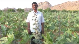 Castor Cultivation in Natural Farming Method_DoAg&DigitalGreen