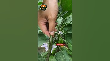 pruning eggplant plants #eggplant #farming #pruning #shorts