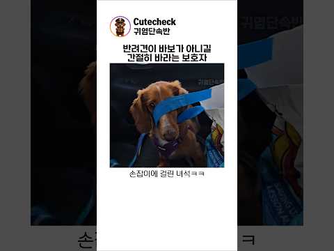 반려견이 바보가 아니길 간절히 바라는 보호자 thumbnail