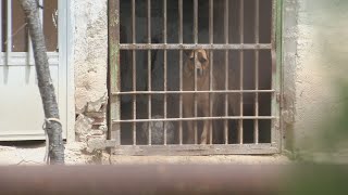 Denuncian las "pésimas" condiciones de un perro en una finca de Molina de Segura | La 7