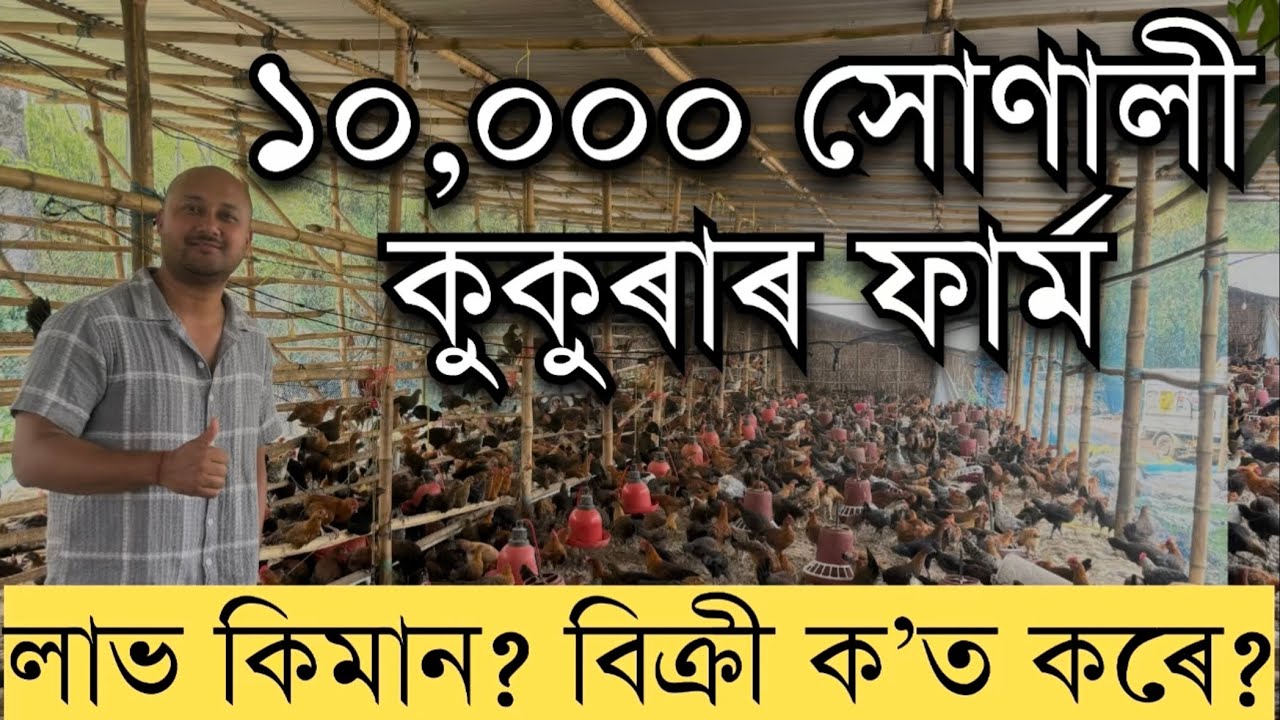 ১০,০০০ সোণালী কুকুৰাৰ ফাৰ্ম Low Cost Chicken Farming।Local chicken farm Assam। Sonali chicken farm৷