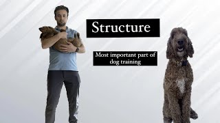 The Importance of STRUCTURE in Dog Training