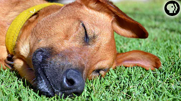 Do dogs have bad dreams?