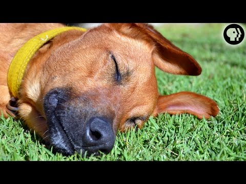 Video: Why Is The Dog Dreaming?