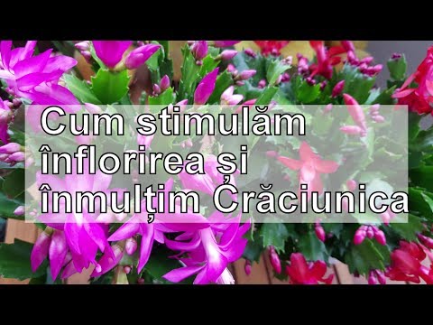 Video: Cum Să Ai Grijă De Plantele Tale De Iarnă