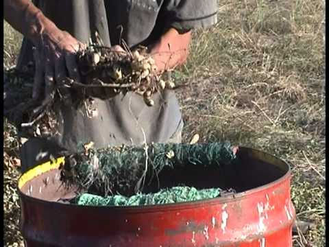 El cultivo del man en Bonilla y Batov (Tacuaremb) ...