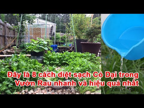 Video: Cách Xử Lý Cỏ Dại Trong Vườn Và Vườn Rau