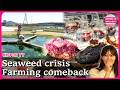 Japan’s ocean revival :From seaweed crisis to fine dining