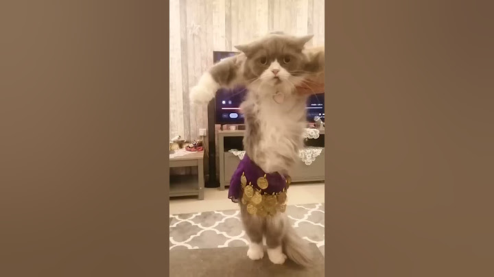 اجمل قطه