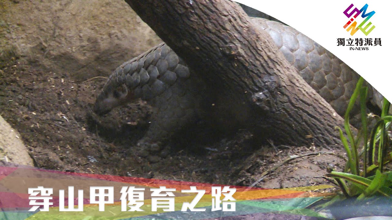 台灣復育穿山甲，世界第一。｜獨立特派員 第655集 (穿山甲復育之路)