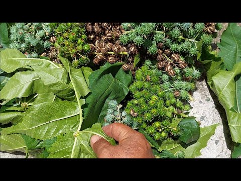 Vídeo: Óleo de mamona para flores como fertilizante: como usar, comentários e dicas