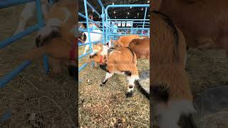 90th Alaska State Fair in Palmer, Alaska