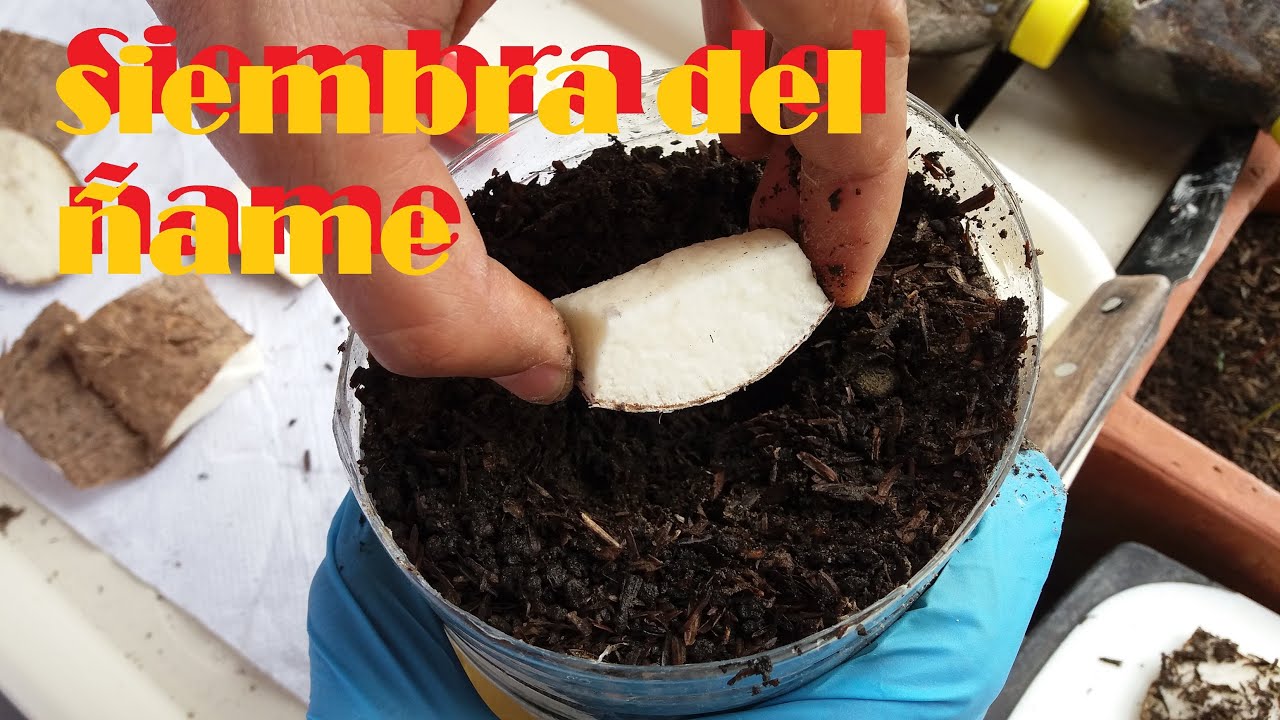 SELECCION Y FORMAS DE SIEMBRA DE LA SEMILLA DEL ÑAME YouTube SELECCION Y FORMAS DE SIEMBRA DE LA SEMILLA DEL ÑAME YouTube