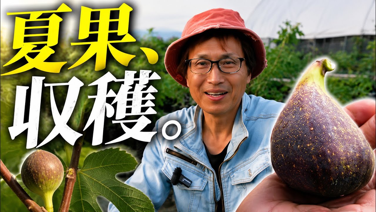 Summer Figs] Can You Harvest Them? Are They Delicious? - YouTube