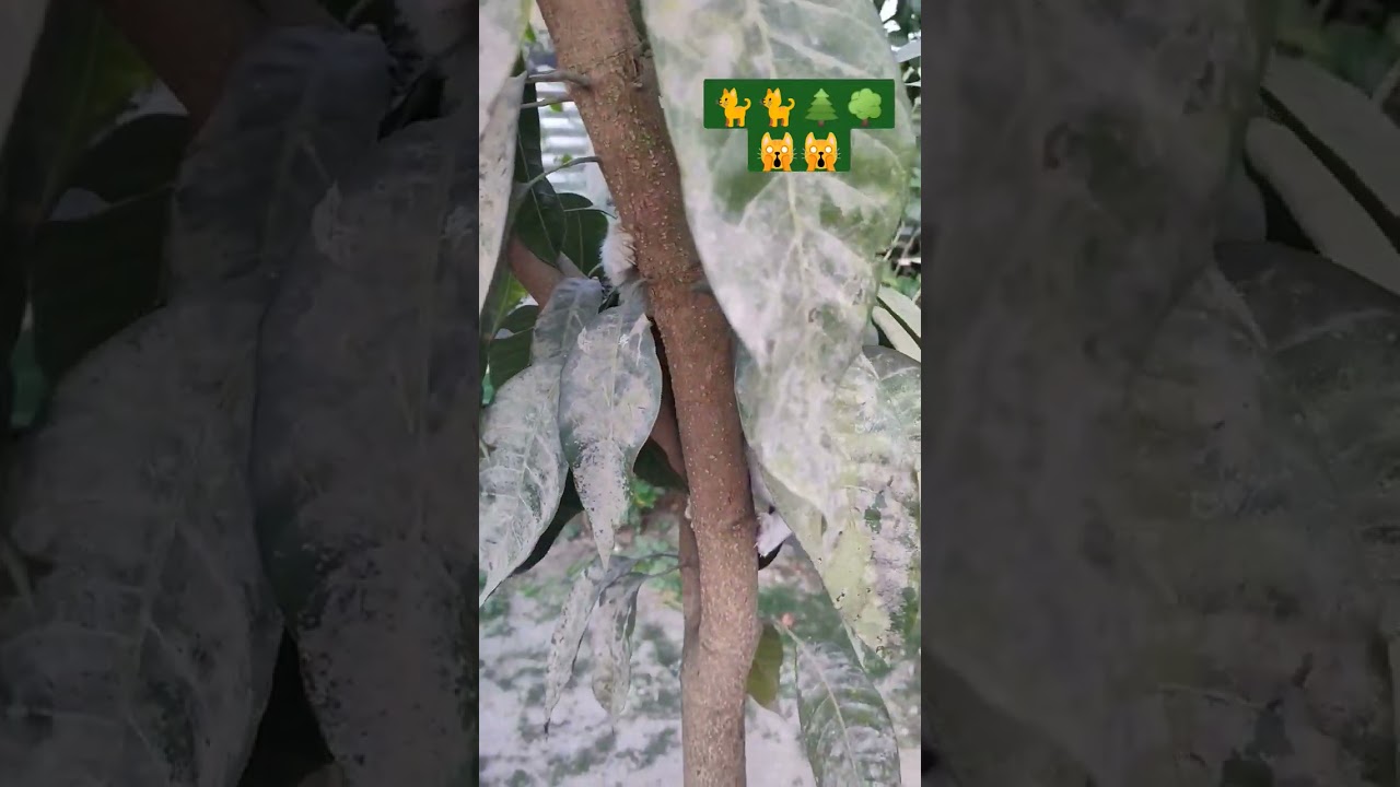 Army training of baby cat climbing trees 🌲🌲🌳🌳🐈🐈🙀🙀 