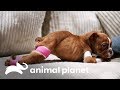 Filhote corre o risco de perder suas 4 pernas | Família ao Resgate | Animal Planet Brasil
