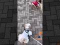 【シーズー】はに丸の朝んぽルーティン（2026.1.24）#シーズー #shihtzu #可愛い #お散歩 #dog #癒し #犬のいる生活 #愛犬