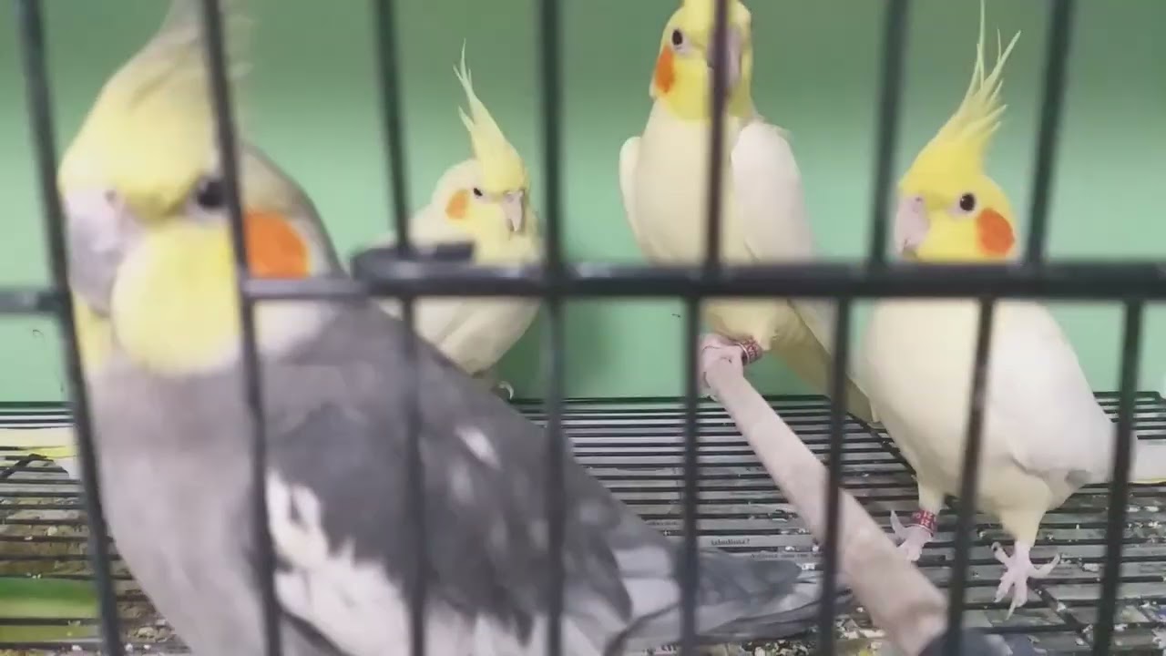 #SULTAN  PAPAĞANLARINDA CINSIYET AYIRIMI 