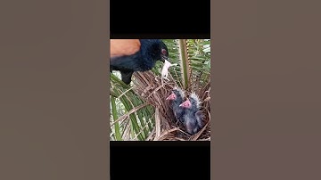 Bìm bịp Khắc tinh của rắn độc