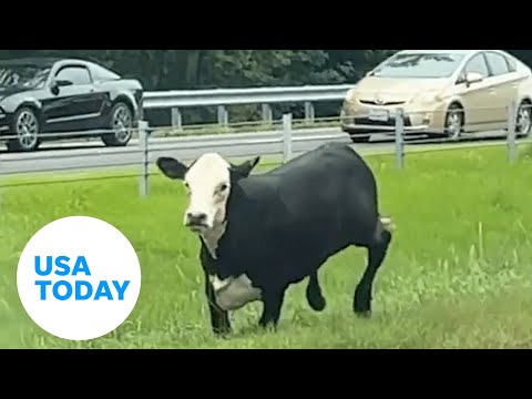 Cow runs down Alabama highway | USA TODAY