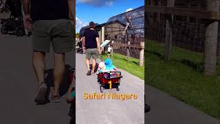 Here are 5 attractions you can do with your kids in Niagara Falls! #shorts #niagarafalls #family