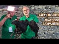 КУРЫ ГЕРГЕБИЛЬСКОЙ ПОРОДЫ (Ундуч) Саадуева Магомеда. Какая Лучше?