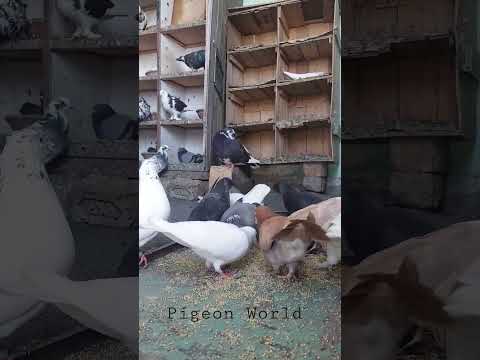 Pigeon feeding #kabootar