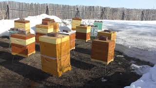 Очистительный облёт пчёл. Осенние слёты пчёл и ужасная зимовка 2024