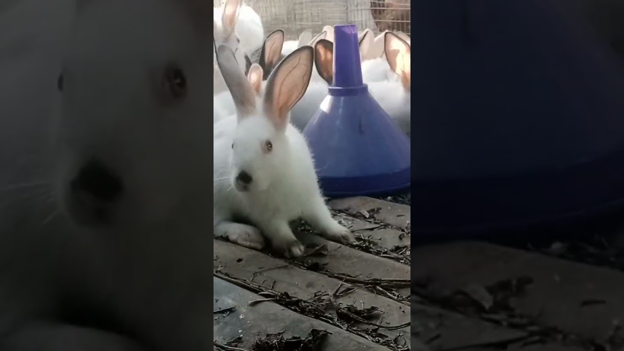 Breeding Stock Rabbit