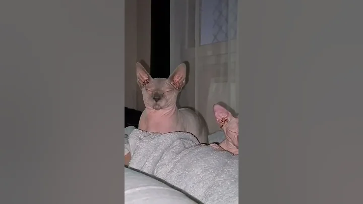 Video 973271: sphynx cat reactions, post funny
