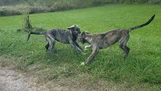 3 month old Irish Wolfhound puppies having fun outside