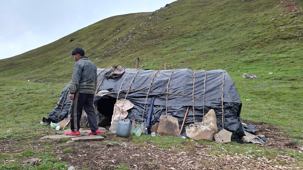 This Is Western Himalayan Sheep Shepherd Lifestyle Natural Area Hardworking Havey Rainy Placeful Vid