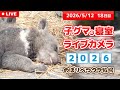 5月12日 子グマの寝室ライブカメラ のぼりべつクマ牧場 ~子熊相撲 登別場所~