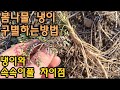 봄나물 냉이구별하는방법 속속이풀 냉이구별하기 봄나물 봄나물 냉이구별하는방법 속속이풀 냉이구별하기 봄나물