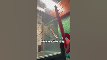 Lóc pháo hoa đốm #pets #fish #xuhuongyoutube
