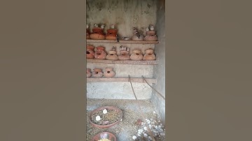 Java Sparrow Colony 2024 I java Birds l Silver Java l White java l Fawn Java