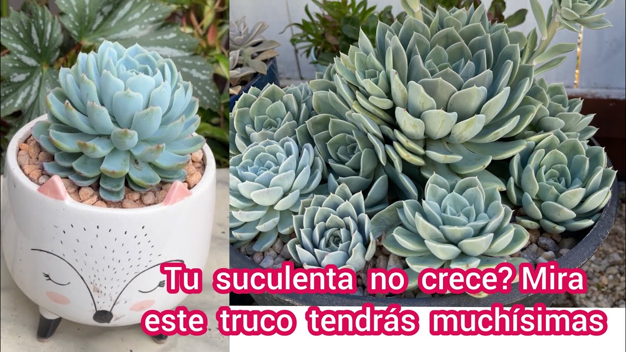 Truco súper fácil para que tus suculentas crezcan en abundancia Truco súper fácil para que tus suculentas crezcan en abundancia