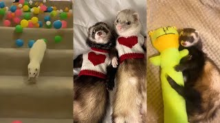 ULTIMATE Ferret TikTok Compilation 2022 pt 14