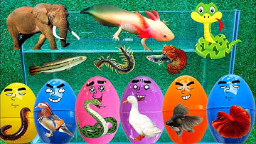 Động Vật Dễ Thương, Cá Mập, Cá Sấu, Tôm Càng, Rùa, Cá Chép, Cua, Rắn, Cá Vàng, Sinh Vật Biển, Cá Heo