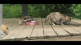 Late lunch for Brownie and friend.