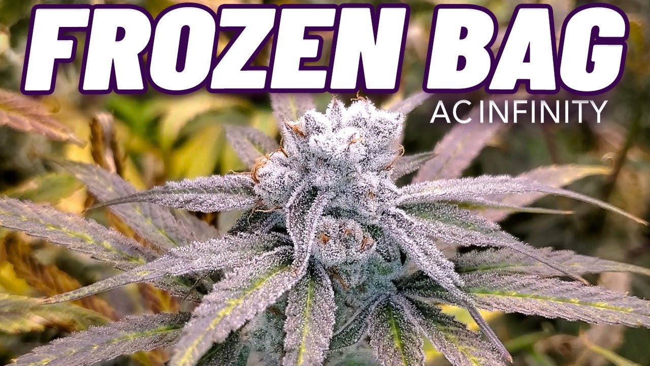 Robin Hood Seeds Frozen Bag Harvest + Weeks 3-8 of Flower - The Infinity Grow: S4 EP4| IONFRAME EVO6