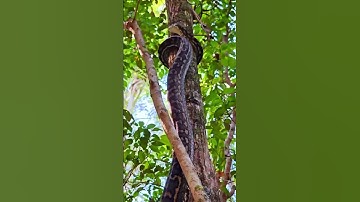 How a Python Effortlessly Climbs a Tree!