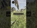 توكيدات التخلص من العار
