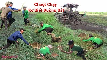 Chỉ Có Ở Miền Tây Mới Nghĩ Ra Cách Bắt Chuột Bằng Máy Cày Kiểu Này. Miền Bắc 100% Không Bao Giờ Có.
