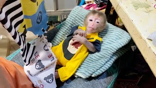 So Sweet Baby Baby Monkey DORN Wearing New Yellow Outfit