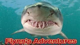 Flynns Adventures - Swimming With Sharks Bushrangers Bay Shellharbour