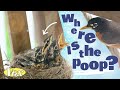 Bird Behavior and Nesting Habits