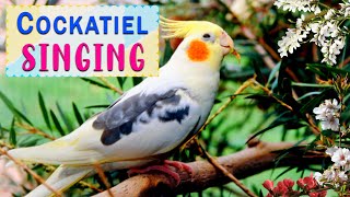 Happy cockatiel singing | Best way to cockatiel singing training